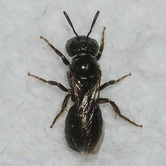 Ceratina strenua