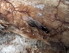 Camponotus lateralis
