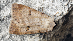 Lygephila viciae