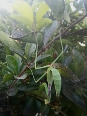 Stagmomantis limbata