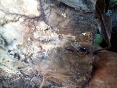 Camponotus lateralis