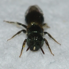 Ceratina strenua