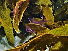 Trachichthys australis