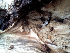 Camponotus lateralis