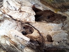 Camponotus lateralis