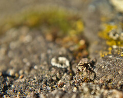 Pseudeuophrys erratica