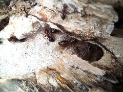 Camponotus lateralis