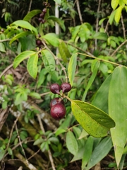 Lacistemataceae