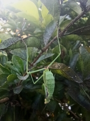 Stagmomantis limbata