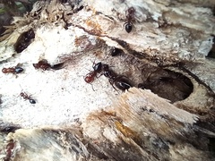 Camponotus lateralis