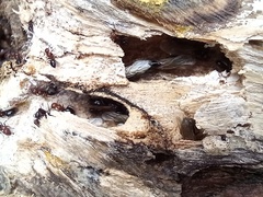 Camponotus lateralis