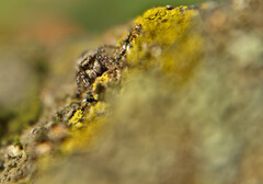 Pseudeuophrys erratica