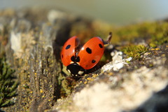 Coccinella septempunctata