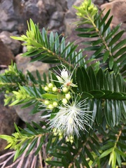 Metrosideros operculata