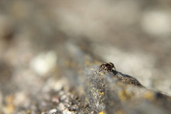 Pseudeuophrys erratica