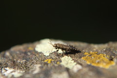 Heterogaster urticae