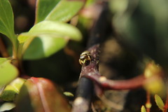 Heliophanus tribulosus