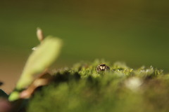 Pseudeuophrys lanigera