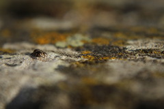 Pseudeuophrys erratica