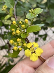 Stigmaphyllon emarginatum