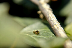 Heliophanus tribulosus