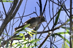 Zonotrichia capensis