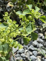 Acalypha indica