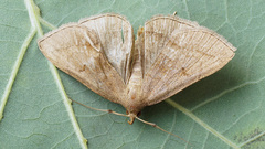 Zanclognatha lunalis