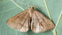 Zanclognatha lunalis
