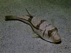 Torquigener pleurogramma