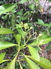 Tarenna rhypalostigma