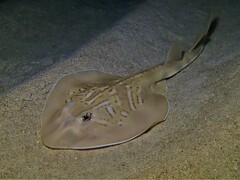 Trygonorrhina dumerilii