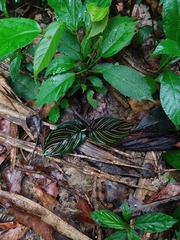 Goeppertia sanderiana