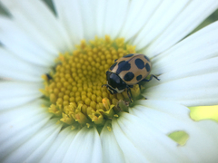 Ceratomegilla notata