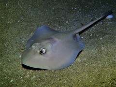 Trygonoptera personata