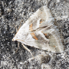 Eublemma minutata