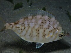 Parequula melbournensis