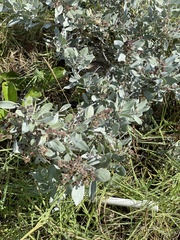 Conocarpus