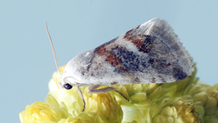Eublemma minutata