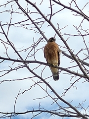 Buteo lineatus