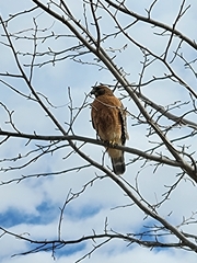Buteo lineatus