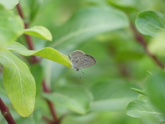 Zizeeria knysna