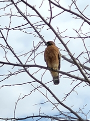 Buteo lineatus
