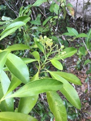 Tarenna rhypalostigma