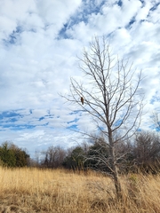 Buteo lineatus