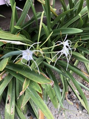 Hymenocallis