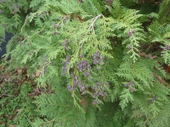 Chamaecyparis lawsoniana