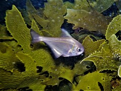 Pempheris klunzingeri