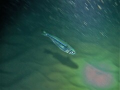 Atherinomorus vaigiensis