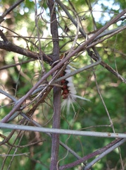 Halysidota ruscheweyhi